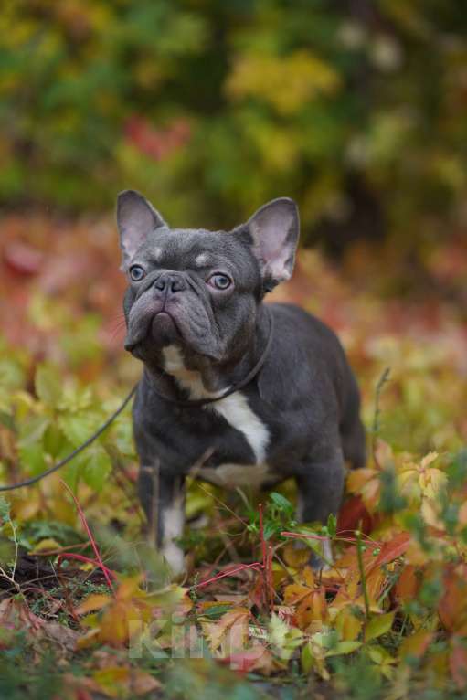Собаки в Москве: Французские бульдоги кобели и суки Мальчик, Бесплатно - фото 3
