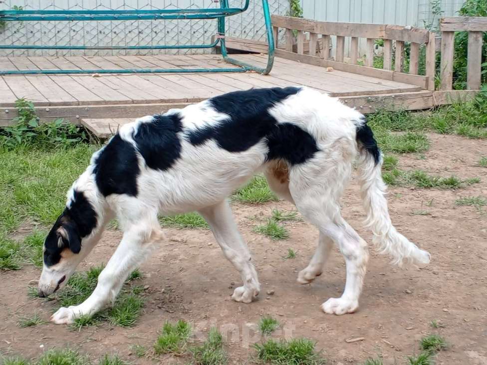 Собаки в Лобне: Щенки Русской Псовой Борзой Мальчик, Бесплатно - фото 4