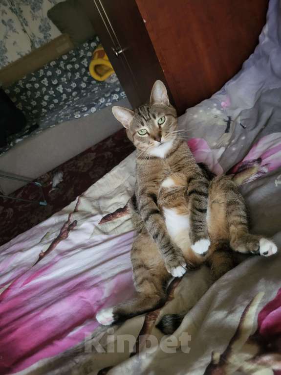 Кошки в Москве: Потерялся кот по кличке Сэм Мальчик, 10 000 руб. - фото 3