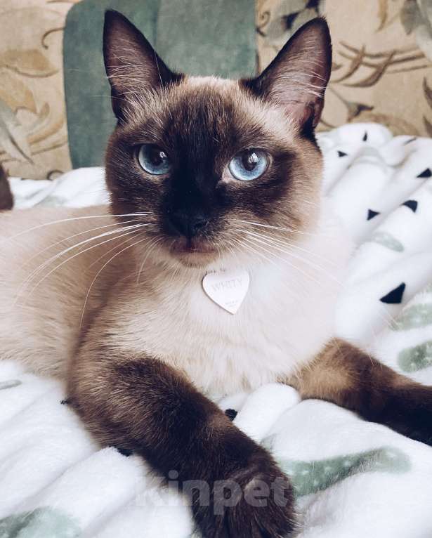 Кошки в Люберцах: Тайский котенок мальчик  Мальчик, 12 000 руб. - фото 3