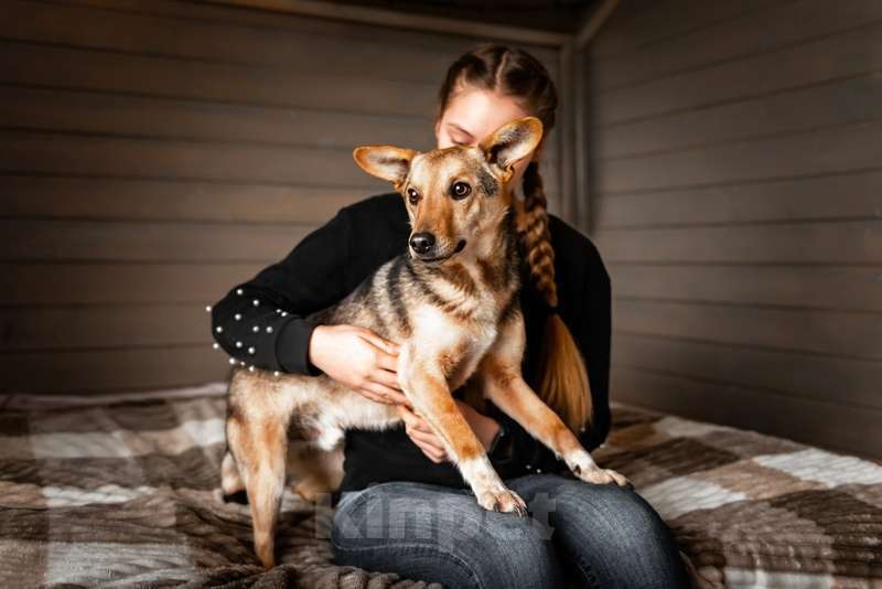 Собаки в Москве: Метис вельш корги Снуп в дар Мальчик, Бесплатно - фото 1