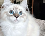 Кошки в Санкт-Петербурге: Лола Невская Радость Девочка, 65 000 руб. - фото 4