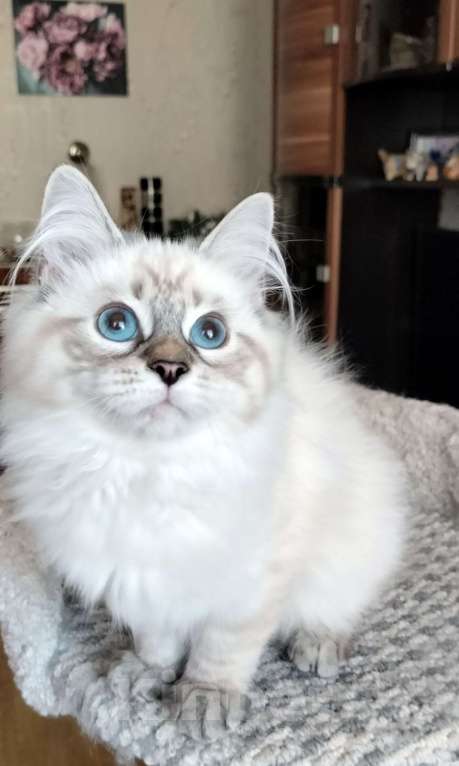 Кошки в Санкт-Петербурге: Лола Невская Радость Девочка, 65 000 руб. - фото 4