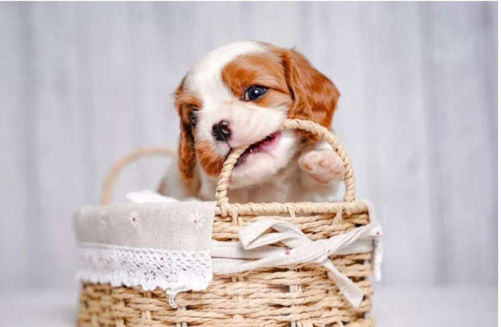 Собаки в Москве: щенок мальчие Мальчик, 50 000 руб. - фото 2