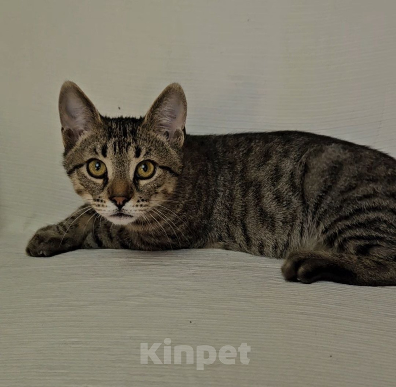 Кошки в Москве: Котенок Амур ищет дом Мальчик, Бесплатно - фото 4