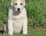Собаки в Новосибирске: Щенки САО Алабай Девочка, 25 000 руб. - фото 3