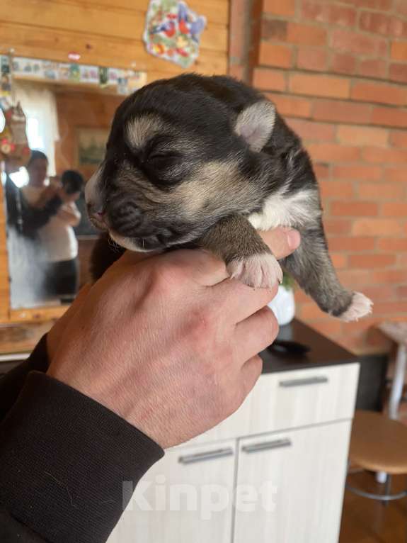 Собаки в других городах Свердловской области: Щенок Мальчик, Бесплатно - фото 2