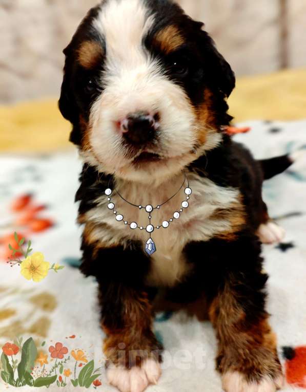 Собаки в Магнитогорске: Щенки Бернского Зенненхунда  Девочка, 50 000 руб. - фото 10