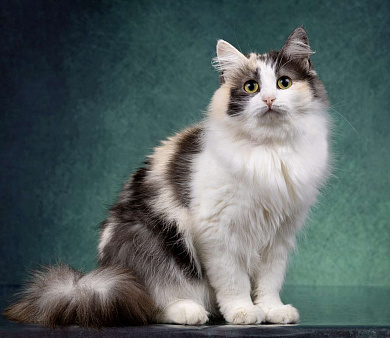 Трехцветные кошки в добрые руки