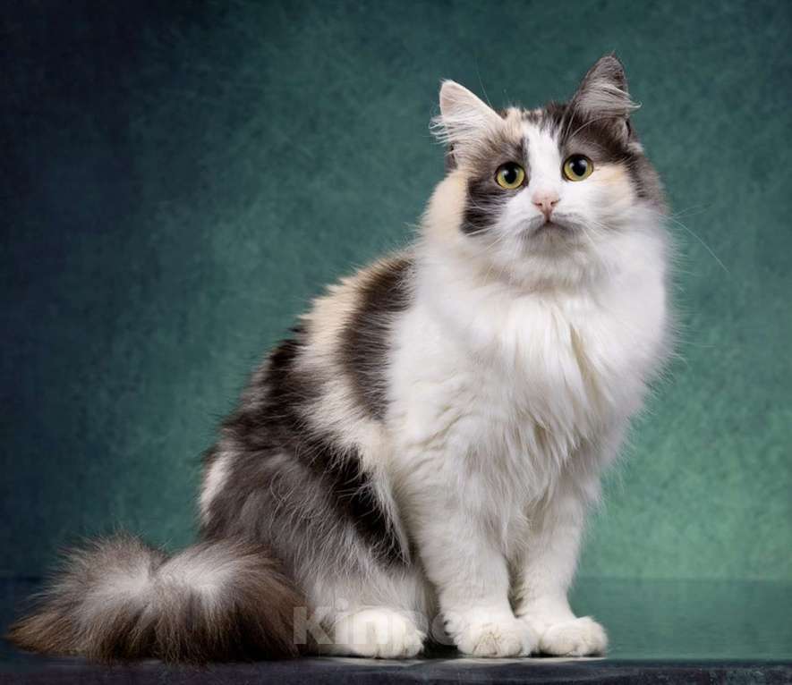 Кошки в Москве: Трехцветные кошки в добрые руки Девочка, Бесплатно - фото 1