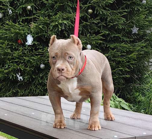 Собаки в Москве: Девочка мини покет. Амбулли. Девочка, 80 000 руб. - фото 5