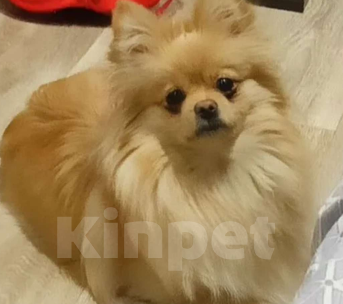 Собаки в Хабаровске: Щенки шпица Мальчик, 33 000 руб. - фото 3