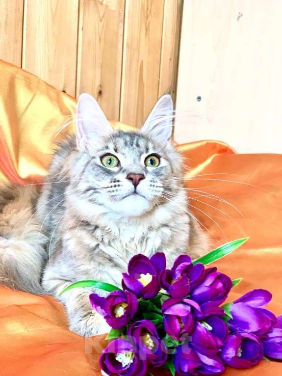 Кошки в Челябинске: 🔥🔥🔥 КОТЕНОК МЕЙН-КУН ДЕВОЧКА Девочка, Бесплатно - фото 4