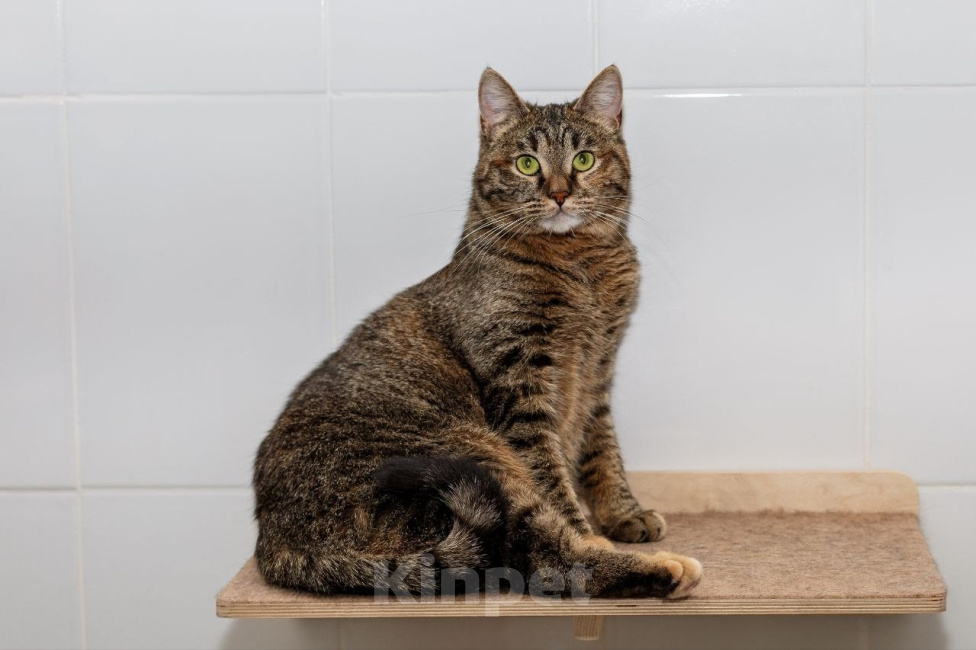 Кошки в Москве: Кошка Фрея ищет дом Девочка, Бесплатно - фото 3
