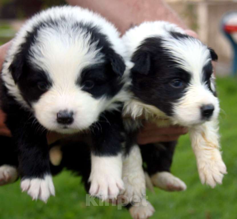 Собаки в Москве: Щенки бордер колли с документами Мальчик, 50 000 руб. - фото 5