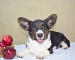 Собаки в Москве: Щенок корги в любимцы Мальчик, 25 000 руб. - фото 1