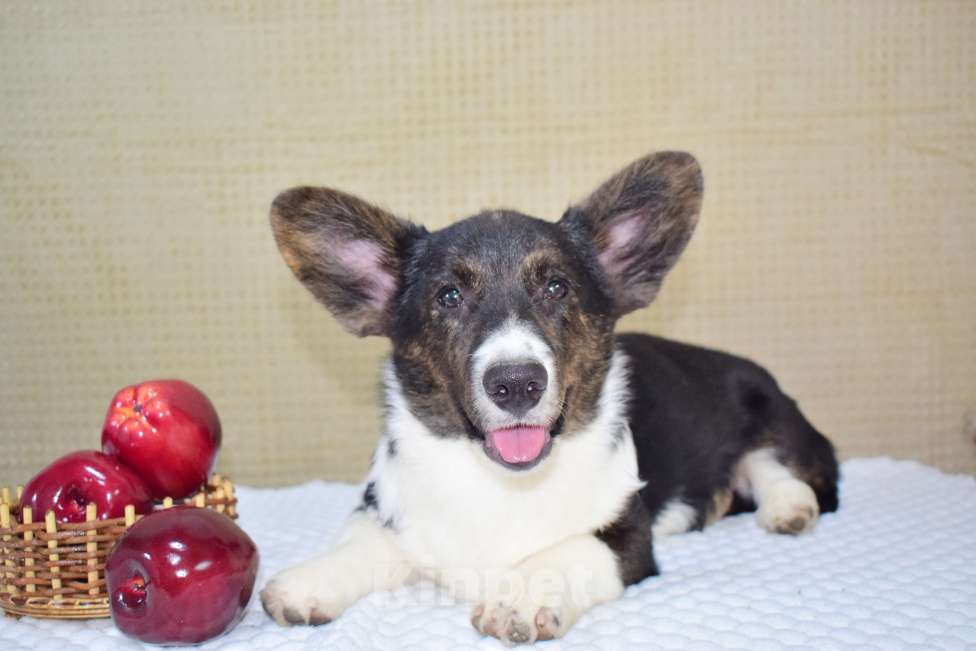 Собаки в Москве: Щенок корги в любимцы Мальчик, 25 000 руб. - фото 1