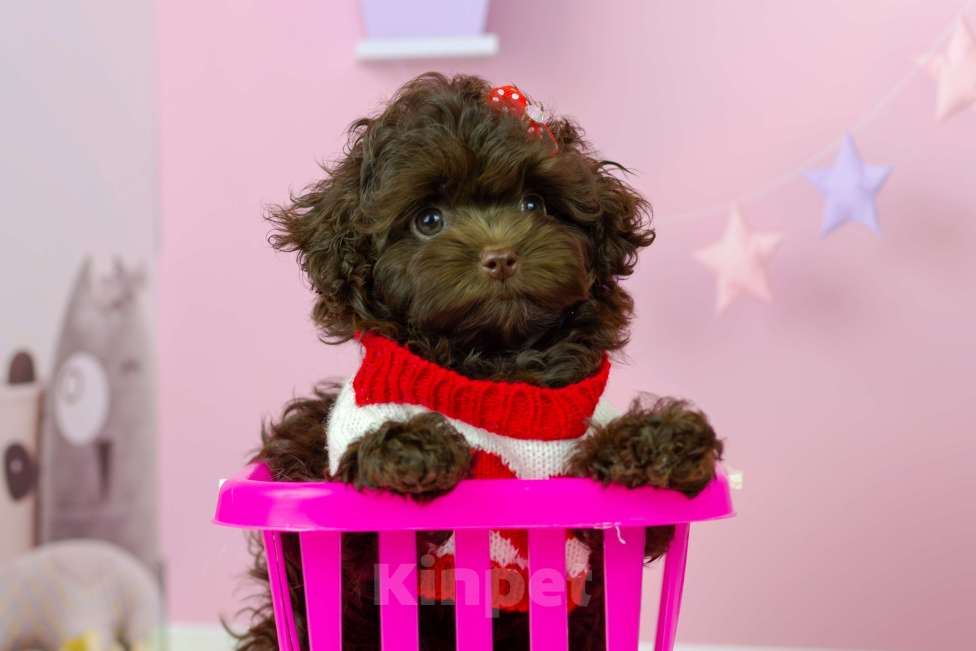 Собаки в Москве: Шоколадная девочка мальтипу Девочка, 200 000 руб. - фото 1