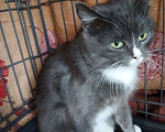 Кошки в Санкт-Петербурге: Кошечка Ева Девочка, 500 руб. - фото 2
