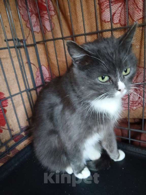 Кошки в Санкт-Петербурге: Кошечка Ева Девочка, 500 руб. - фото 2