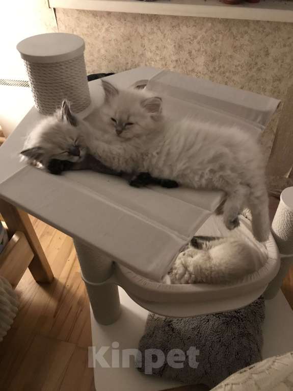 Кошки в Москве: Мальчик, ласковый и умненький малыш, окрас- блю табби пойнт Мальчик, 25 000 руб. - фото 2