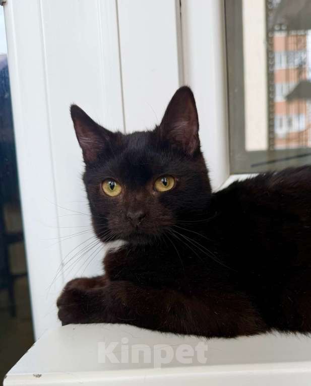 Кошки в Москве: Ласковый котёнок Кнопик в добрые руки Мальчик, Бесплатно - фото 5