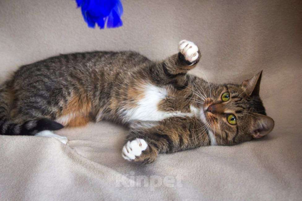 Кошки в Москве: Балерина Матильда  Девочка, 1 руб. - фото 2