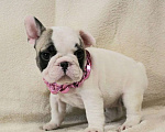 Собаки в Москве: Французский бульдог,щенок Девочка, 130 000 руб. - фото 4