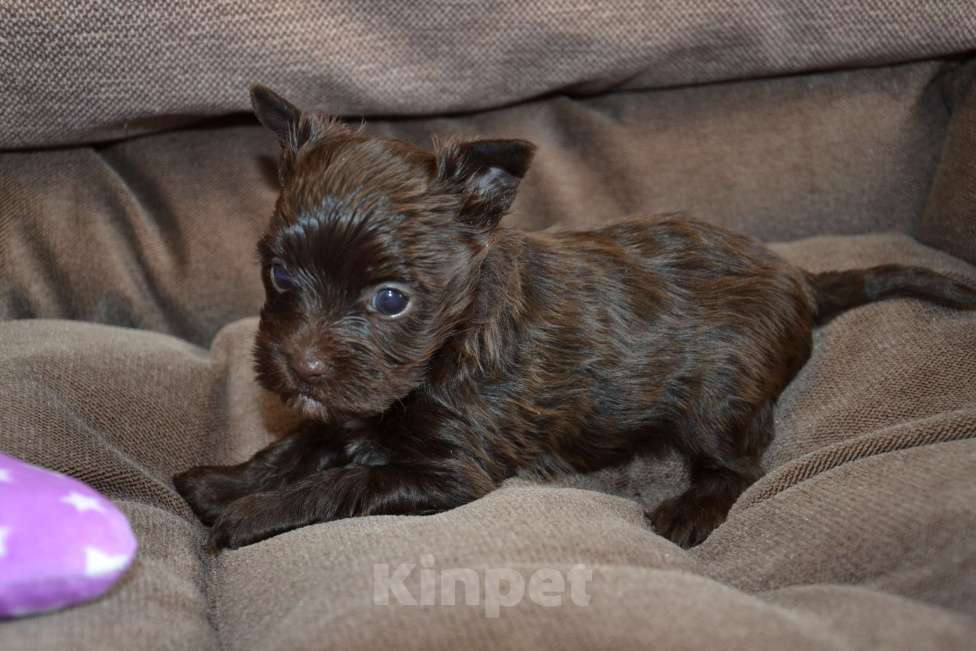 Собаки в Москве: Щенок-мальчик цветного йорка шоколадный Мальчик, 35 000 руб. - фото 5