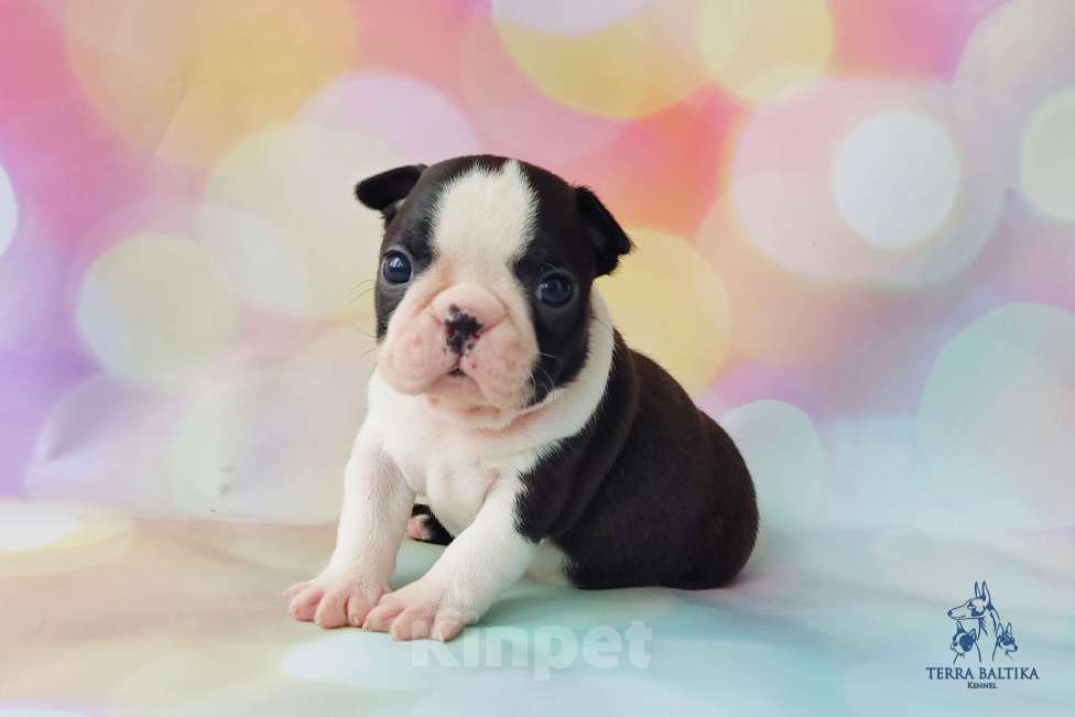 Собаки в Санкт-Петербурге: Щенки бостон терьера Девочка, 80 000 руб. - фото 5