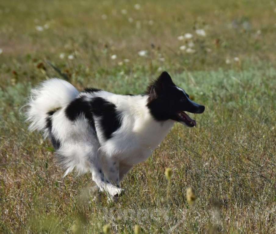 Собаки в Москве: Ненецкая оленегонная лайка. Сука Цветик-Семицветик. Девочка, 50 000 руб. - фото 7