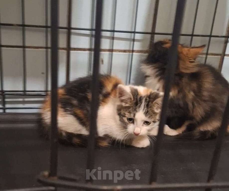 Кошки в Москве: Котёнок Майя в добрые руки  Девочка, Бесплатно - фото 4