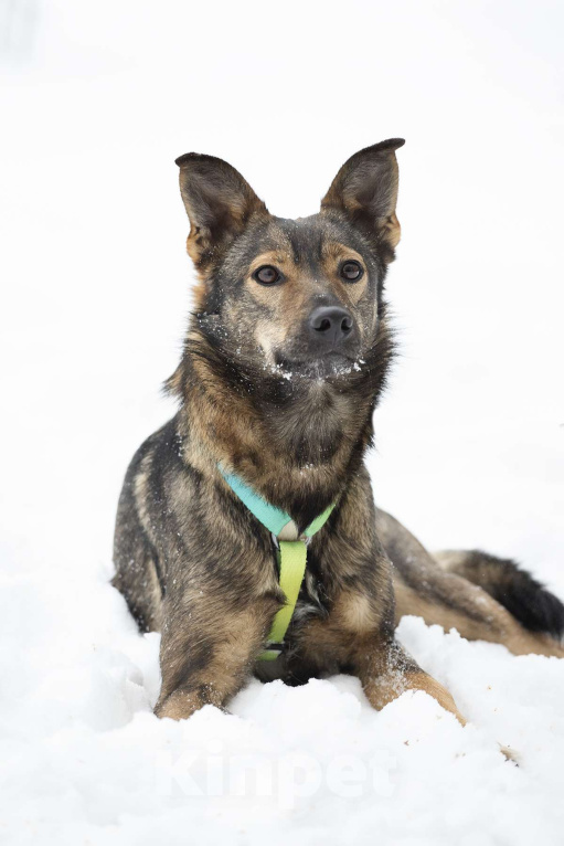 Собаки в Москве: Миниатюрная Мята в поисках заботливой семьи Девочка, Бесплатно - фото 2