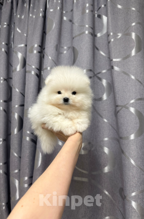 Собаки в Москве: Мальчик Мальчик, 30 000 руб. - фото 1