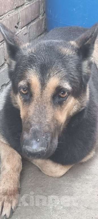 Собаки в Краснодаре: Нашлась собака район ул Передовой Мальчик, 1 руб. - фото 2