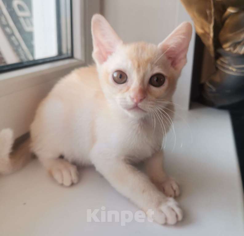 Кошки в Красноярске: Бурманский котик Мальчик, 35 000 руб. - фото 7