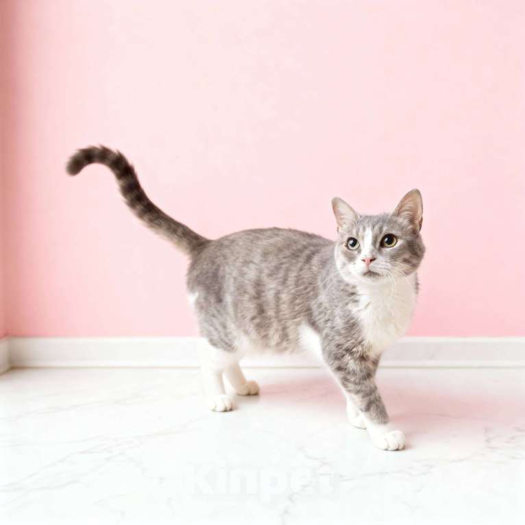 Кошки в Москве: Уже 10 месяцев ждет семью Девочка, Бесплатно - фото 3