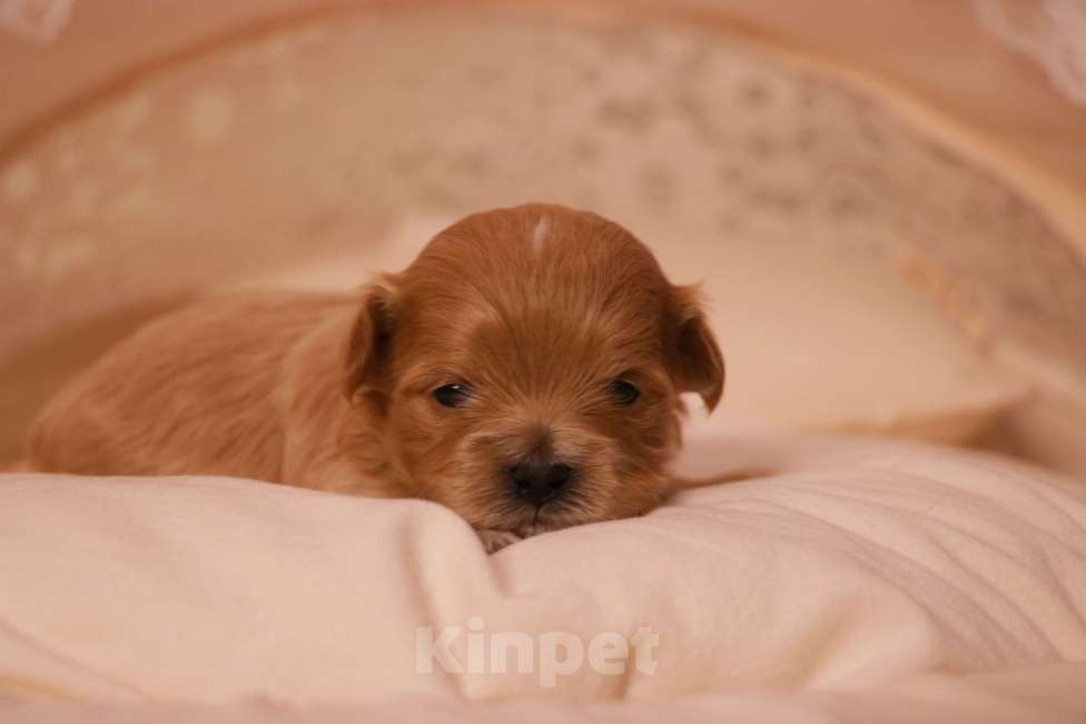 Собаки в Москве: Мальтипу девочка купить Девочка, 110 000 руб. - фото 3