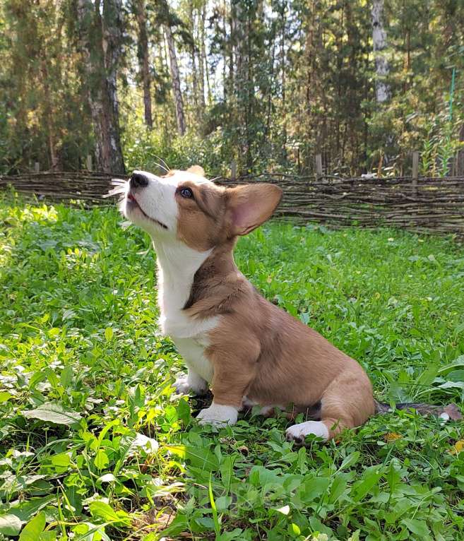 Собаки в Екатеринбурге: Щенки Корги Кардиган  Девочка, Бесплатно - фото 4