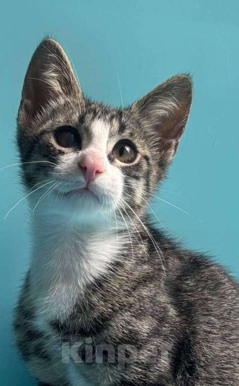 Кошки в Санкт-Петербурге: Очень эмоциональный котёнок Мальчик, Бесплатно - фото 5