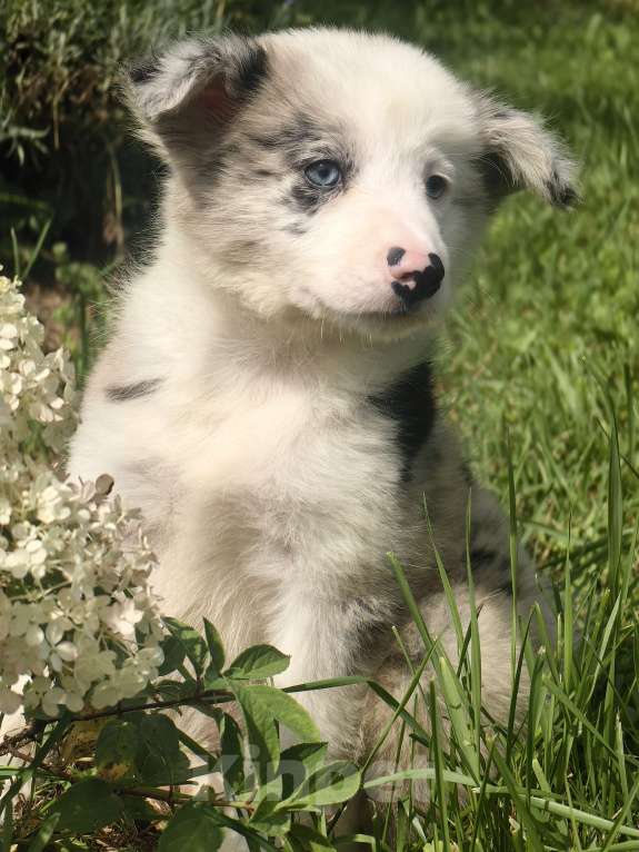 Собаки в Туле: Бордер колли голубоглазый мальчик  Мальчик, 145 000 руб. - фото 2