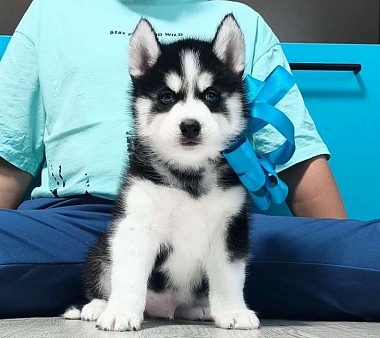 Хаски Щенки Разных окрасов