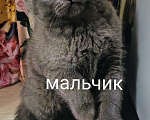 Кошки в Санкт-Петербурге: Продаются котята Мальчик, 12 000 руб. - фото 1