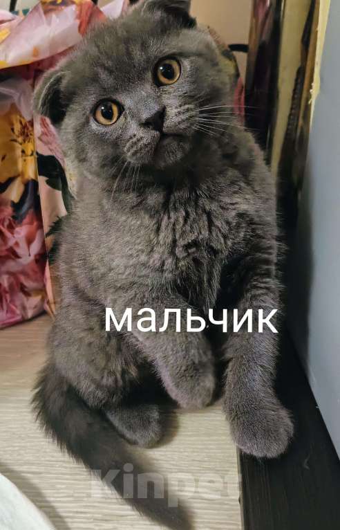 Кошки в Санкт-Петербурге: Продаются котята Мальчик, 12 000 руб. - фото 1