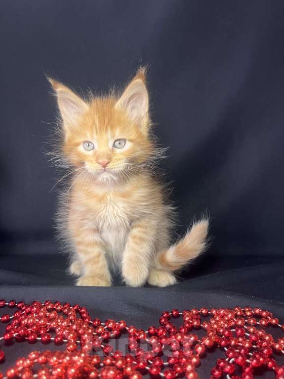 Кошки в Ярославле: Кот Мальчик, 60 000 руб. - фото 4