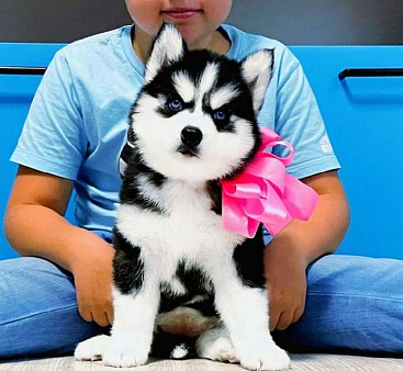 Хаски Щенки Разных окрасов