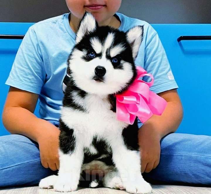 Собаки в Петрозаводске: Хаски Щенки Разных окрасов Разнополые, Бесплатно - фото 1