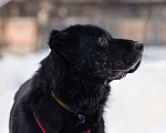 Собаки в Москве: Спокойный Рокки Мальчик, Бесплатно - фото 3