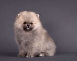 Собаки в Москве: Немецкий шпиц, померанский шпиц, щенок Девочка, 75 000 руб. - фото 6