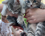 Кошки в Воронеже: Котята Мальчик, Бесплатно - фото 1